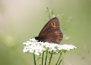 Rundaugen-Mohrenfalter (Erebia medusa) - © Emanuel Trummer